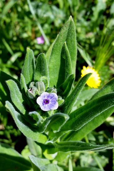 Cynoglosse de Crète